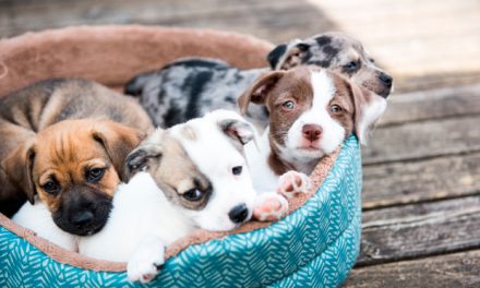 All for the love of dogs