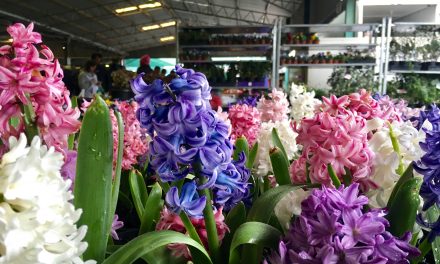 Capital Region Farmers Markets