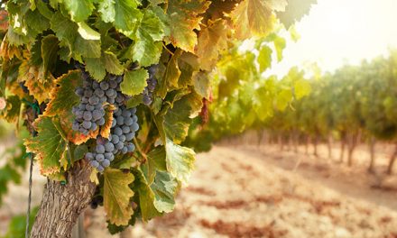 Canberra Wine District Harvest Festival