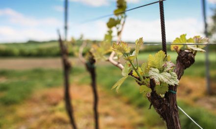 Wines from Lake George region