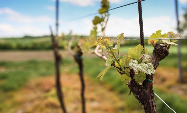 Wines from Lake George region