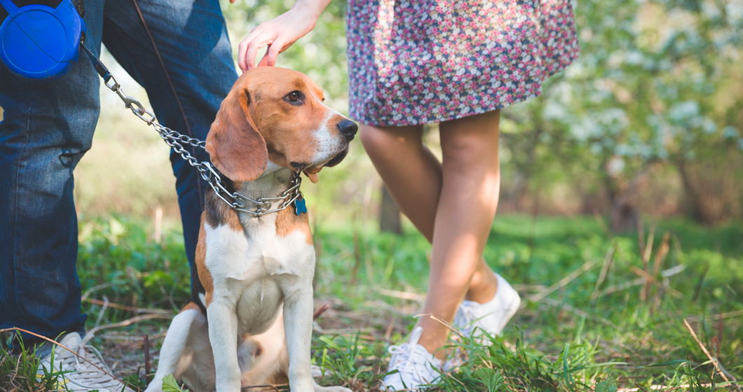 RSPCA Million Paws Walk: Walk to fight animal cruelty