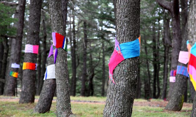 Warm Trees breathes colour into National Arboretum