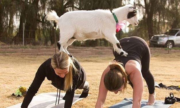 How to downward dog in Goat Yoga