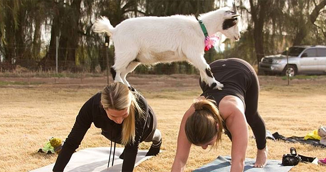 How to downward dog in Goat Yoga