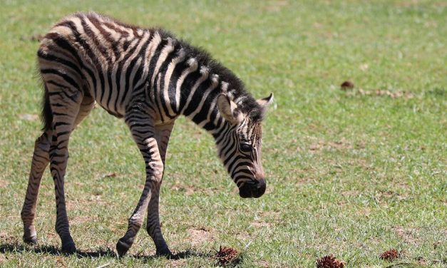 Meet the National Zoo’s newest baby!