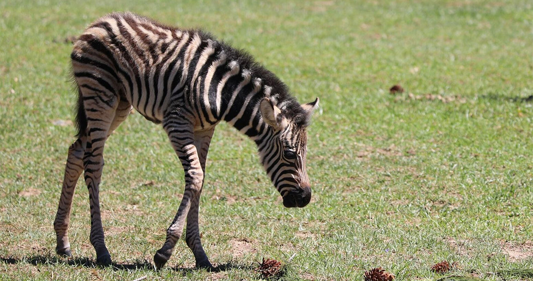 Meet the National Zoo’s newest baby!