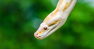 Albino Python