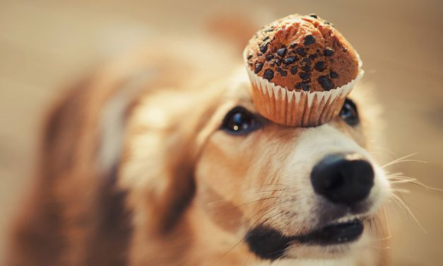 Eat a cupcake for a doggone cause