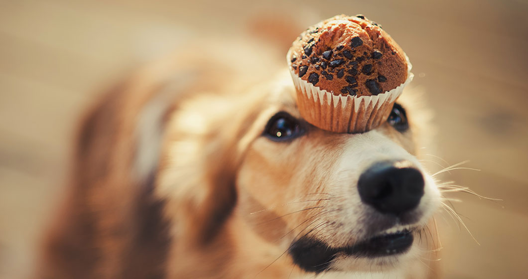Eat a cupcake for a doggone cause