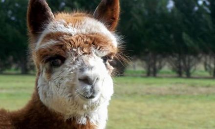 Alpaca Your Bags We’re Saving The Farm