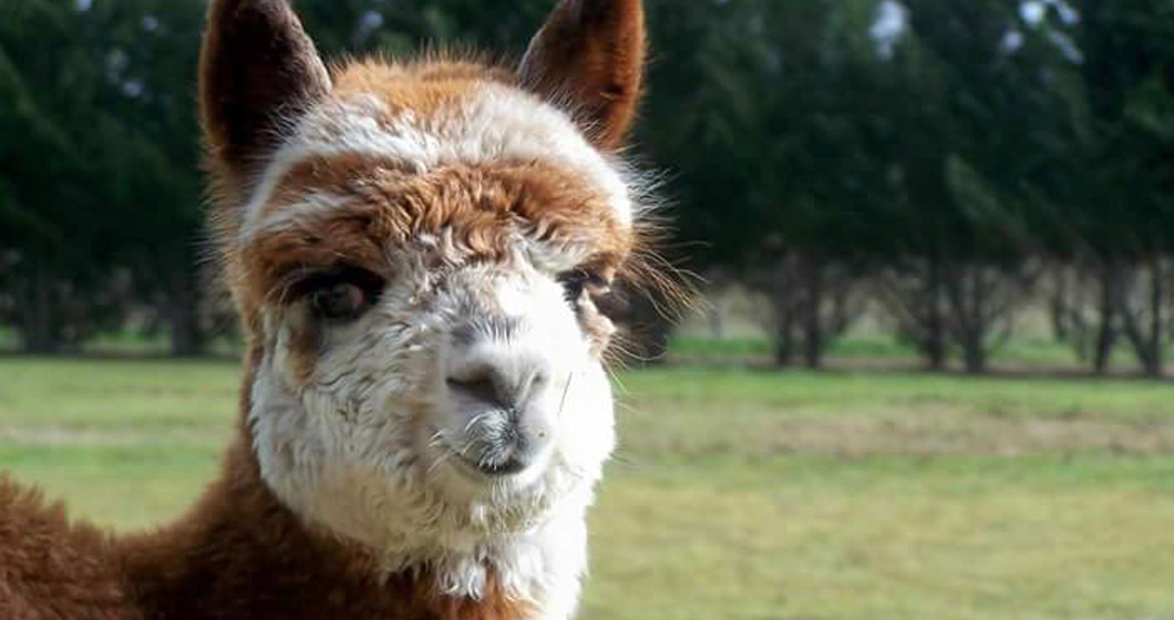 Alpaca Your Bags We’re Saving The Farm