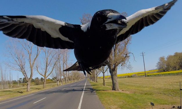 10 things that happen when it’s Spring in Canberra