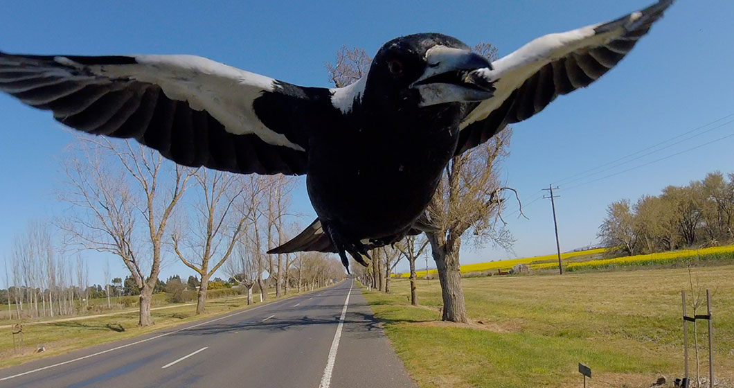 10 things that happen when it’s Spring in Canberra