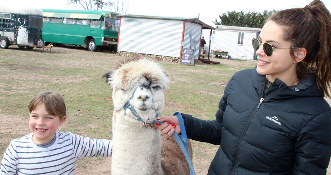 We Saved The Alpacas!