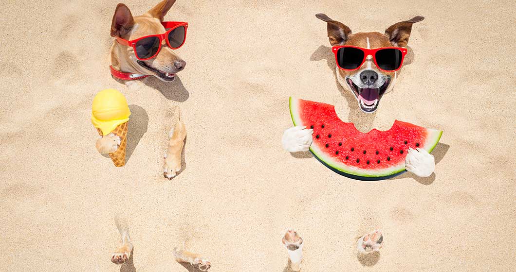 6 tips to keep your pets cool this summer