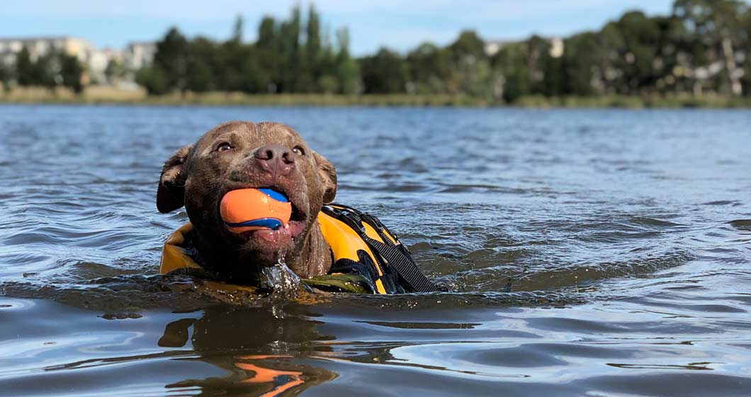 6 places to take your doggy swimming this Summer