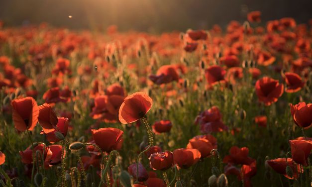 What’s open Anzac Day 2019?