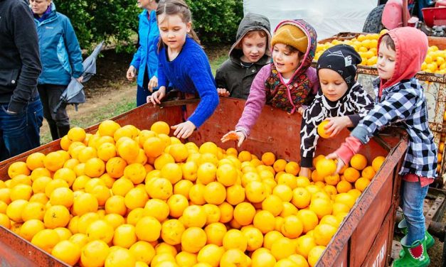 Paddock to plate – Harvest Festival Central Coast