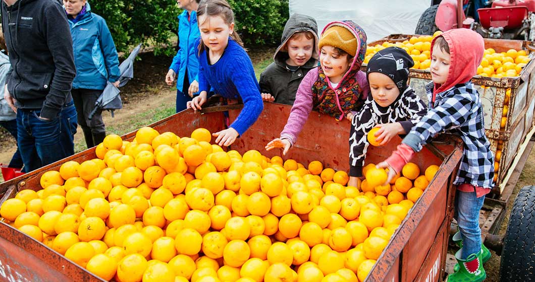 Paddock to plate – Harvest Festival Central Coast