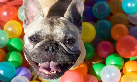 A Pooch Affair party: are you obsessed with your dog?