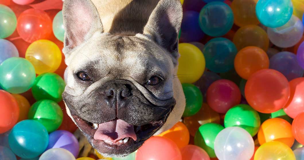 A Pooch Affair party: are you obsessed with your dog?