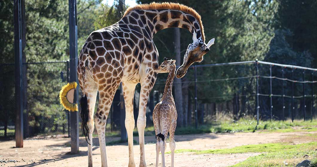 Your chance to name the baby giraffe at NZA