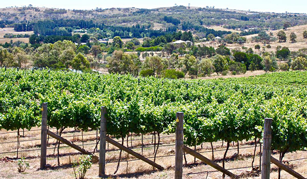 Contentious Character Vineyard
