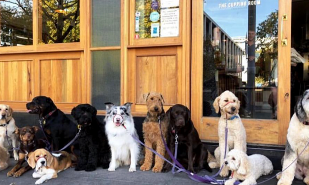 6 More Dog Friendly Cafes in Canberra