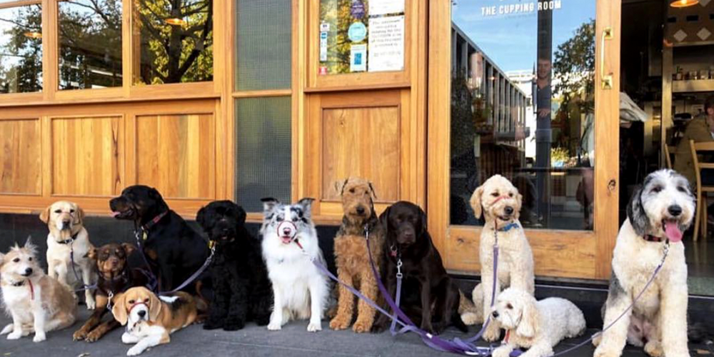 coffee shop with dogs near me