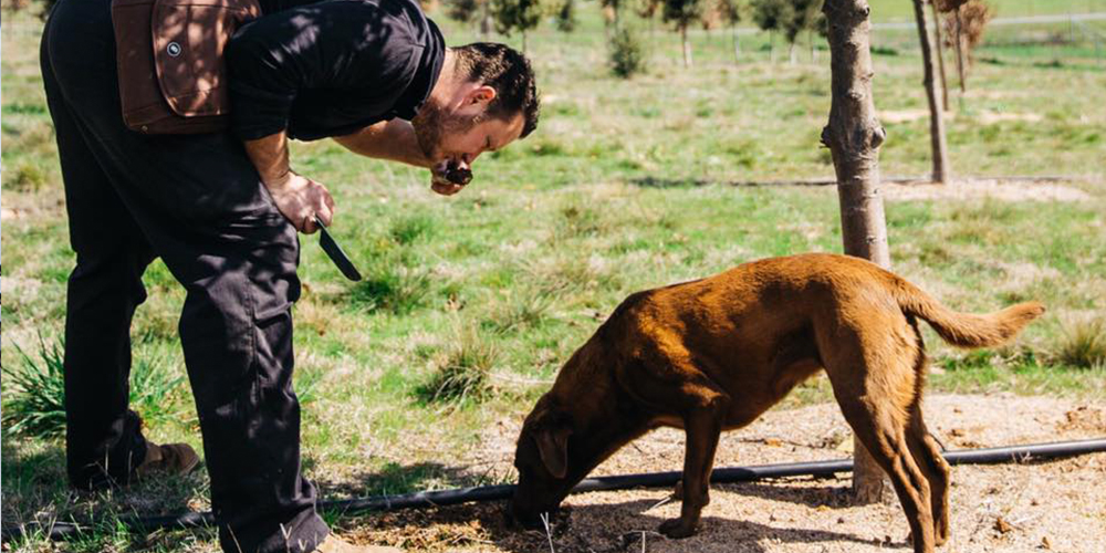 Everyday We’re Trufflin’: Truffle Hunts around CBR