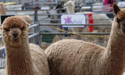 National Alpaca show at EPIC