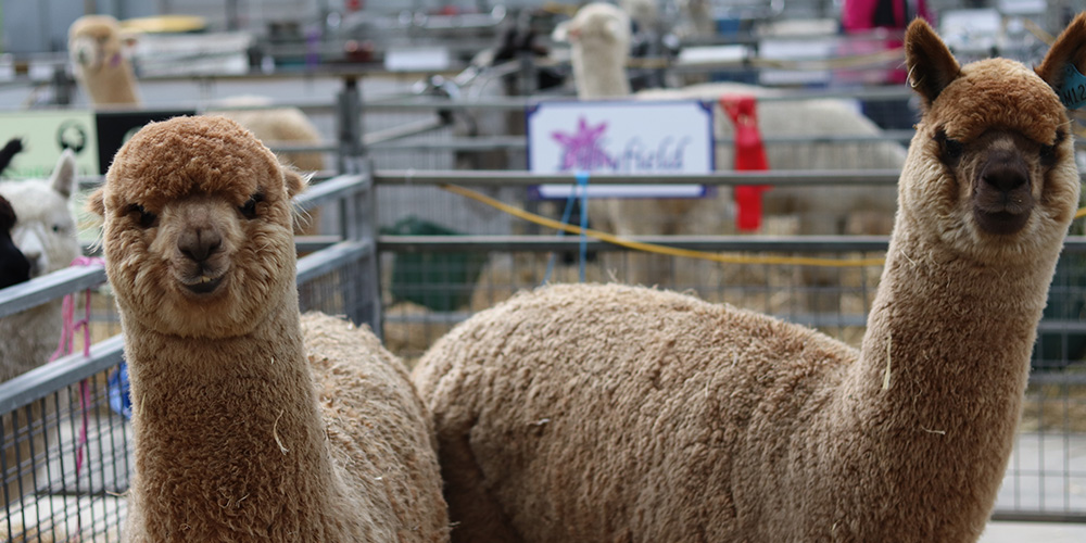 National Alpaca show at EPIC OutInCanberra