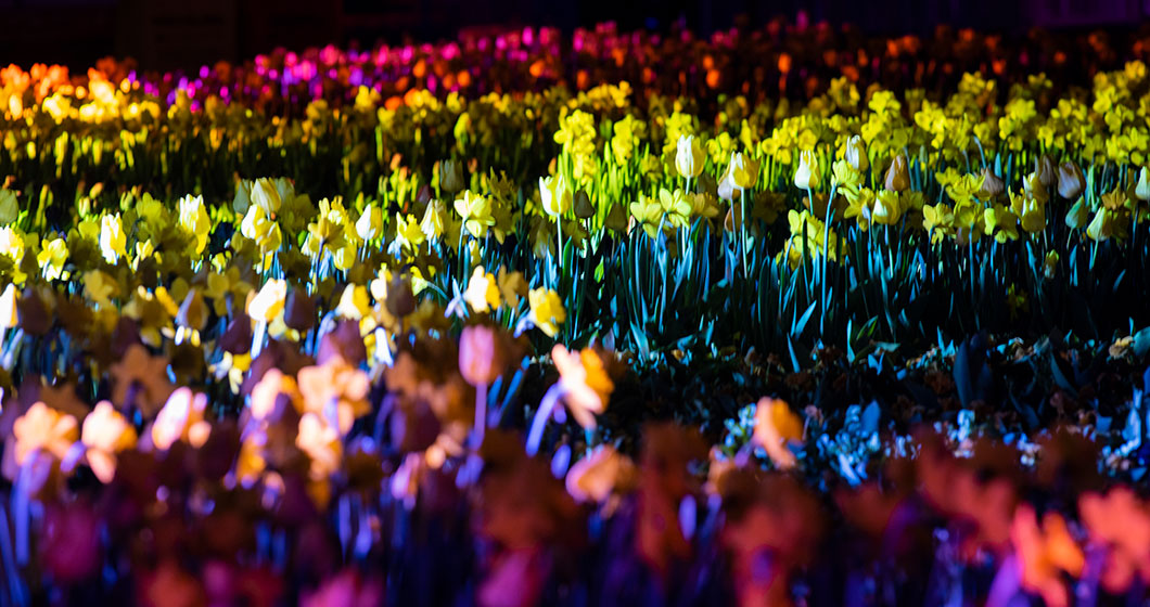 Floriade Reimagined: 1 million bulbs through the City