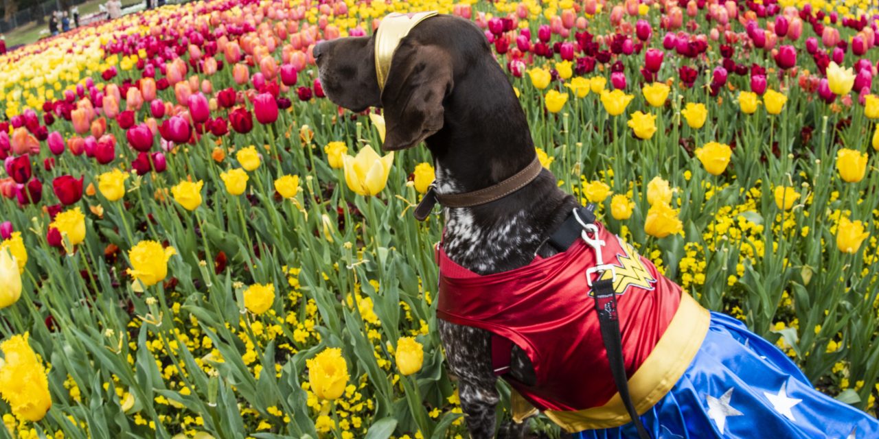 The ultimate doggo day out at Floriade