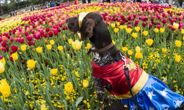 The ultimate doggo day out at Floriade