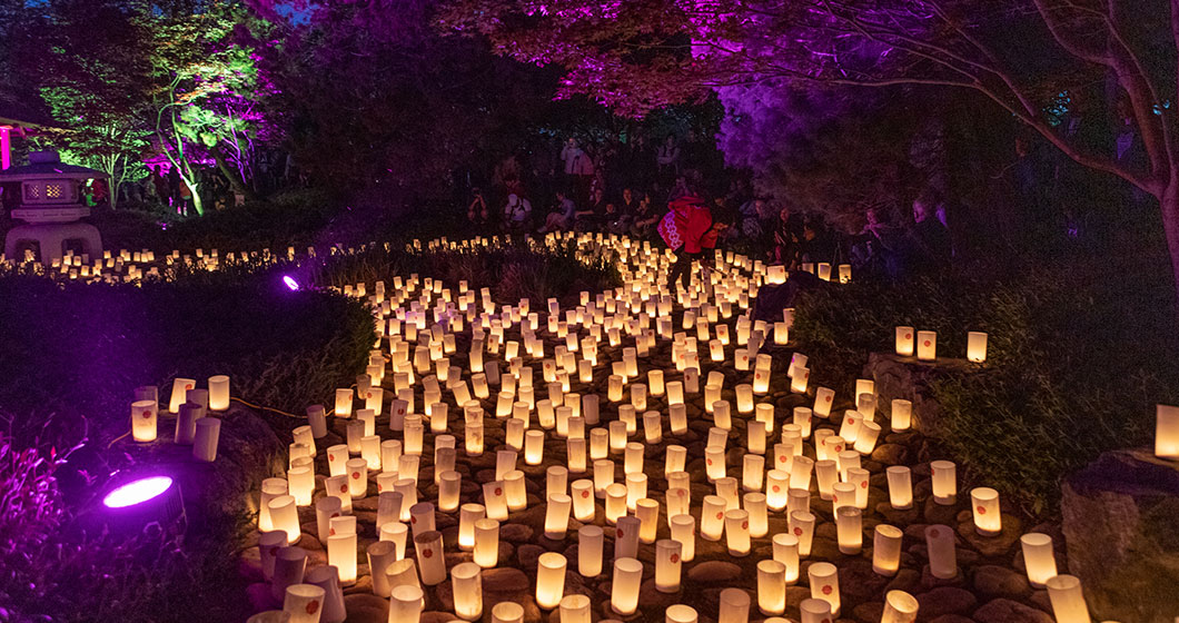Nara Candle Fest: Now that’s mood lighting !