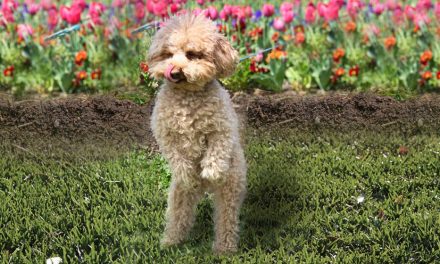 The pups who rocked it at Dogs Day Out