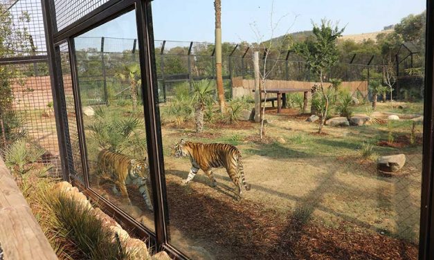 Hey tiger tiger – NZA has a new enclosure