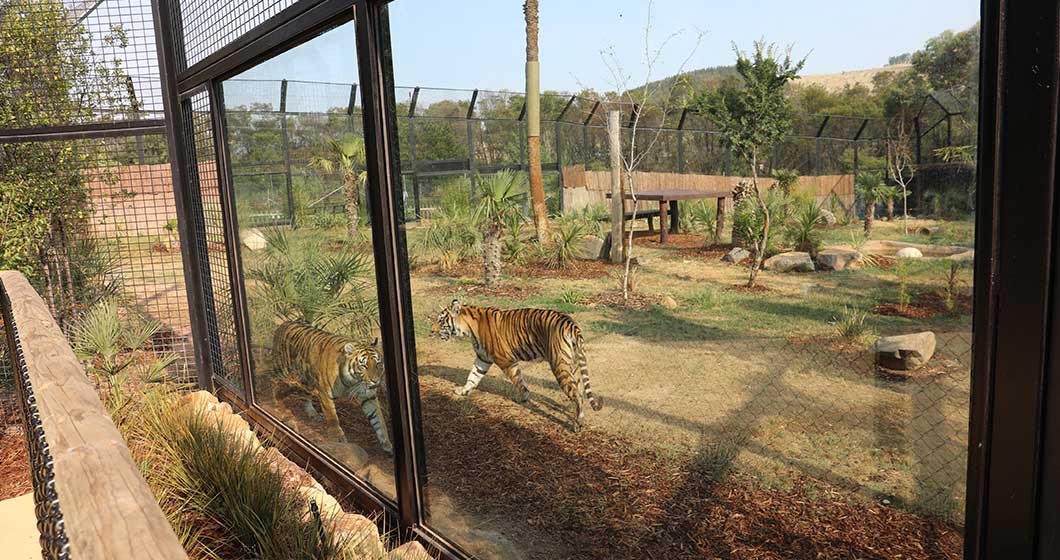 Hey tiger tiger – NZA has a new enclosure