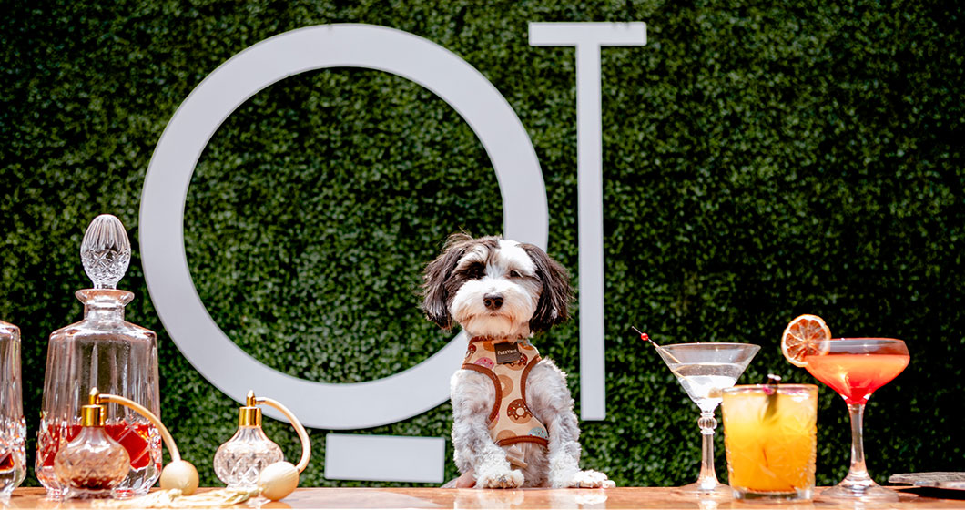 It’s all about the pups at Canberra’s new dog festival