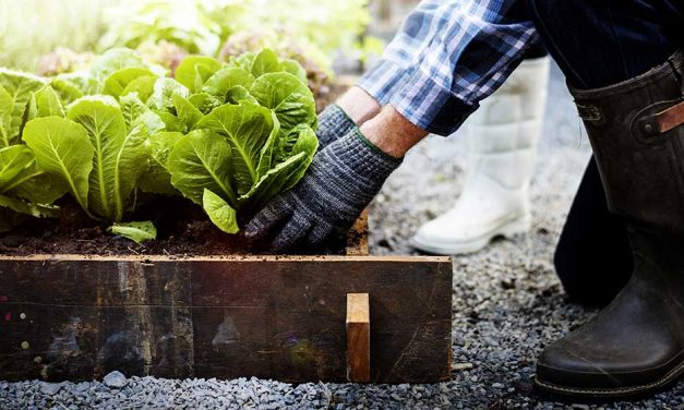 3 super cool and local ways to be more green