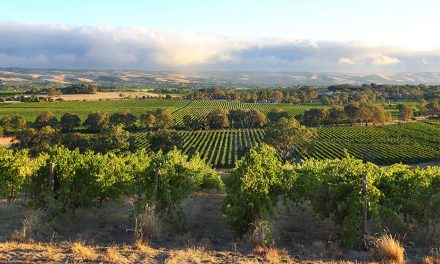 Local Wineries Worth Visiting