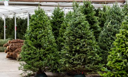 Where to Find the Perfect Real Christmas Tree