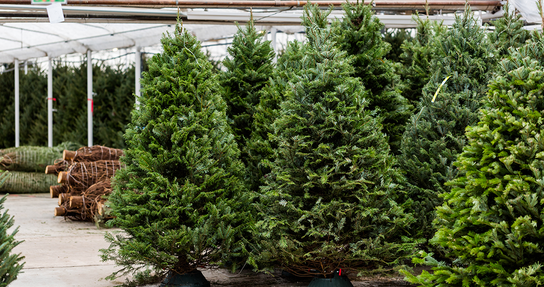 Where to Find the Perfect Real Christmas Tree