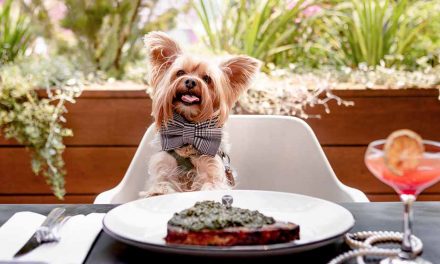 The Pawfect Afternoon Returns to QT Canberra