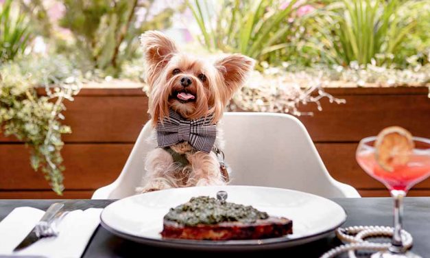 The Pawfect Afternoon Returns to QT Canberra