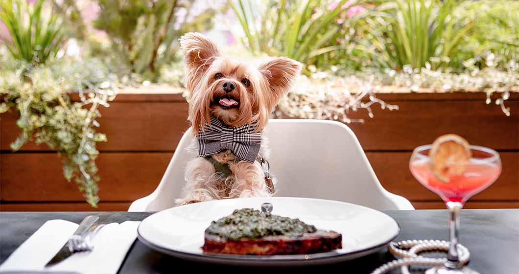 The Pawfect Afternoon Returns to QT Canberra