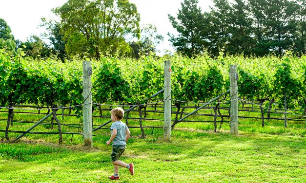 How to Celebrate 50 Years of Wine Making During Canberra District Wine Week