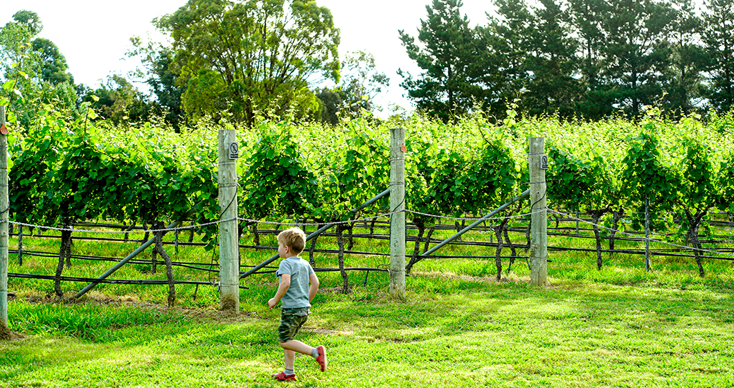 How to Celebrate 50 Years of Wine Making During Canberra District Wine Week